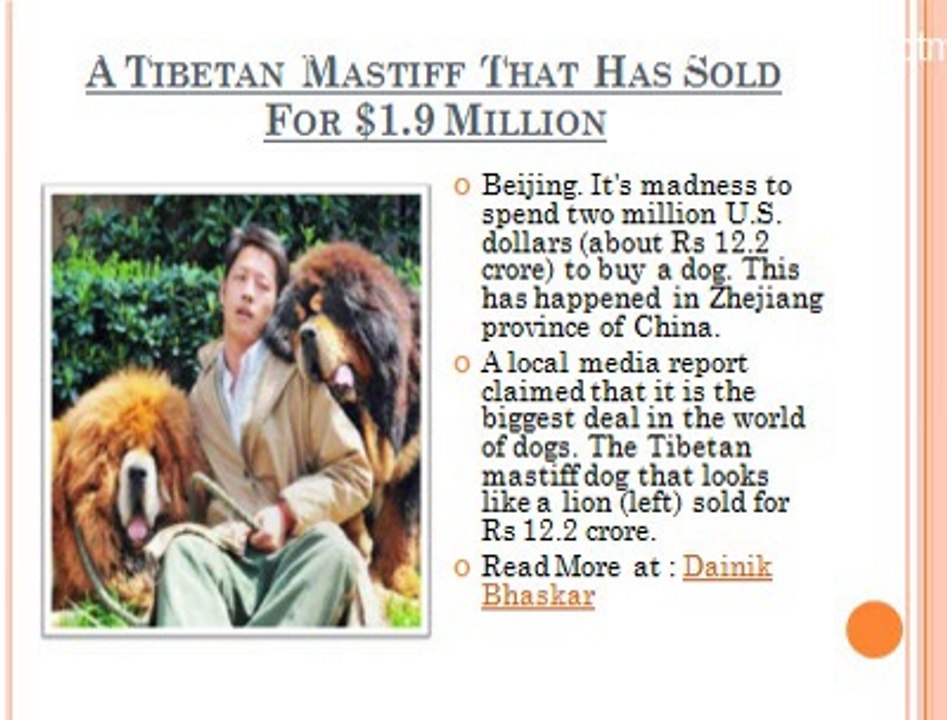 World’S Most Expensive Dog
