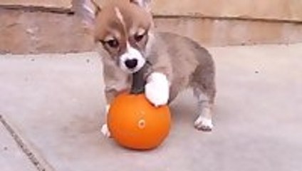 Adorable Puppy Challenges Suspicious Pumpkin