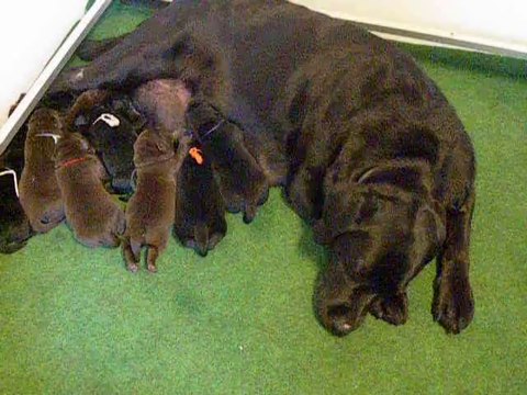 Chiot labrador à 6 jours