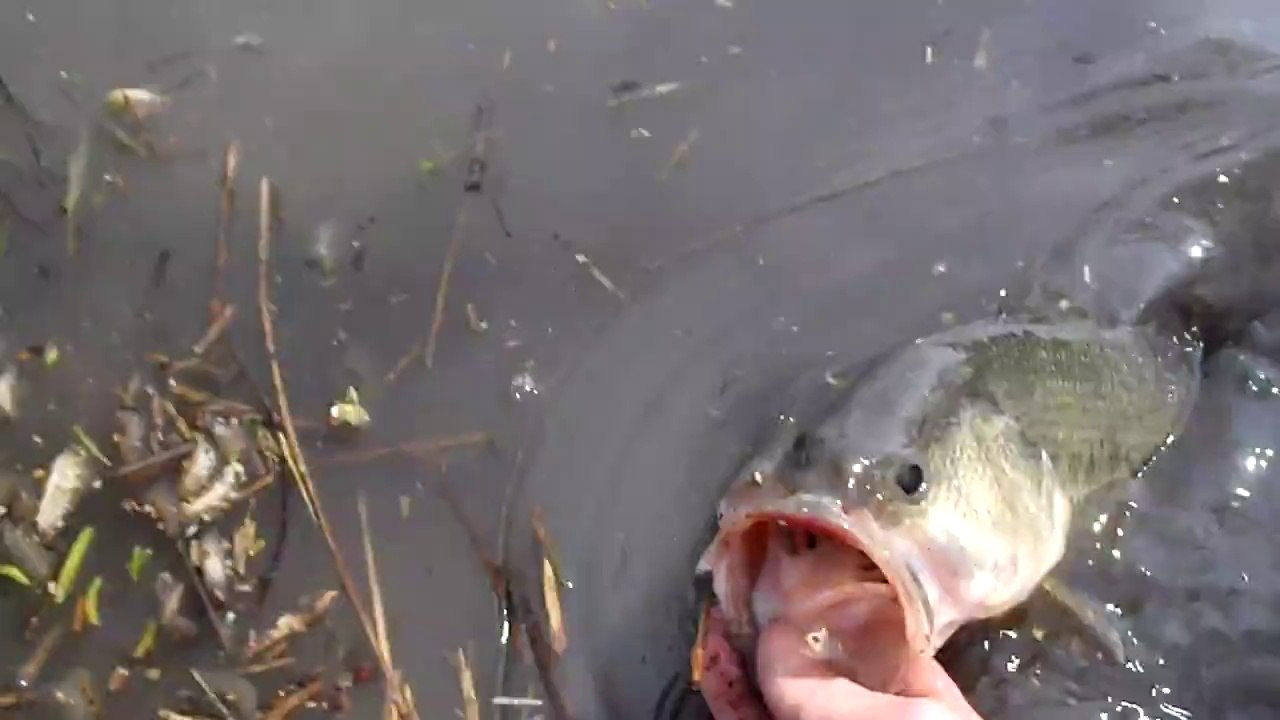 Release de bass de 42 cm by Rocco du F.U.K