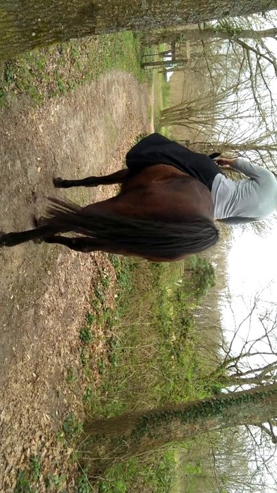 Wayway amazone trot licol