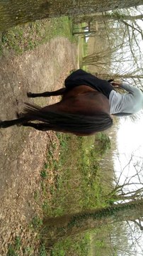 Wayway amazone trot licol