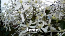 Lente 2014 - Nieuwe kans voor de meerkoeten