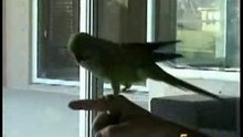 The Most Amazing Parrot Ever ..