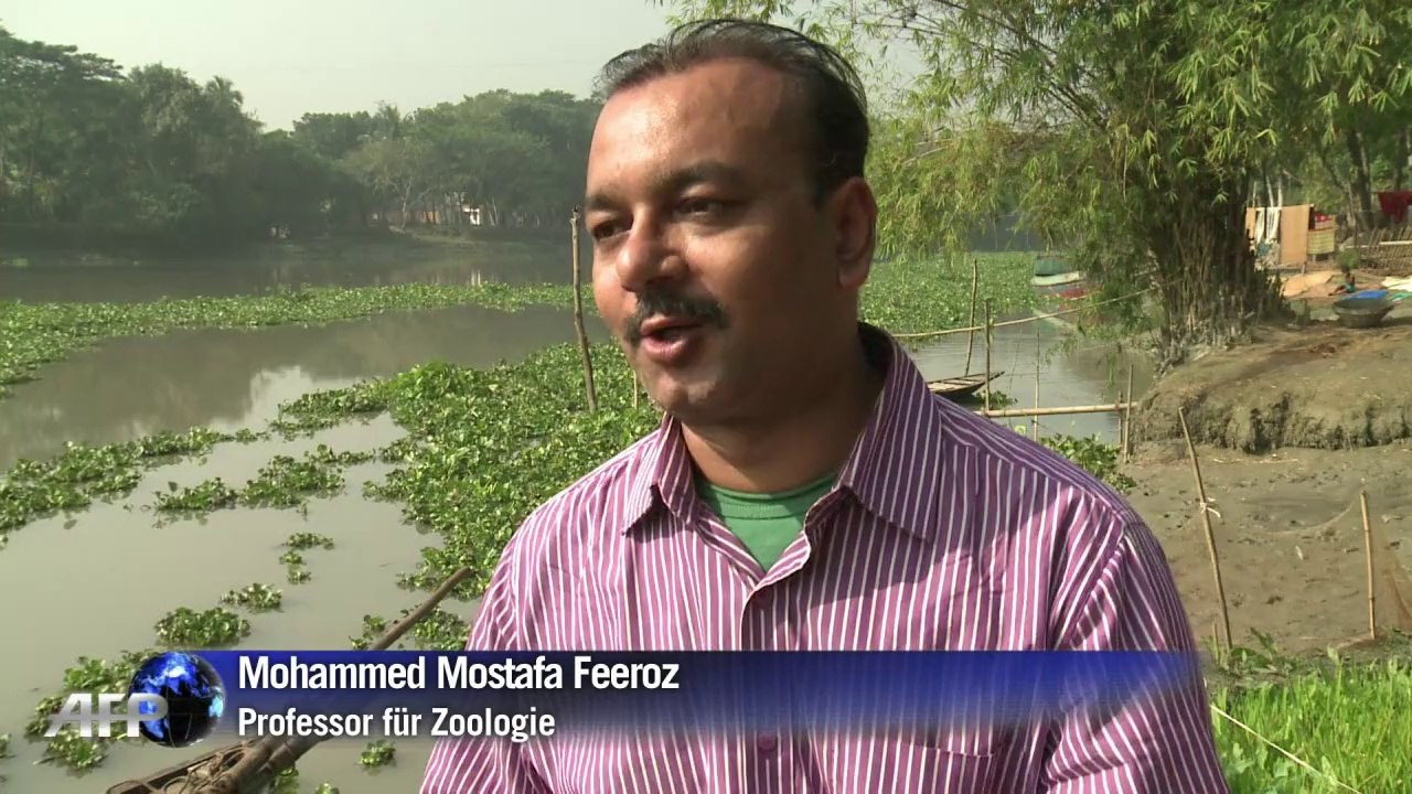 Putzige helfer: fischen mit ottern in bangladesch