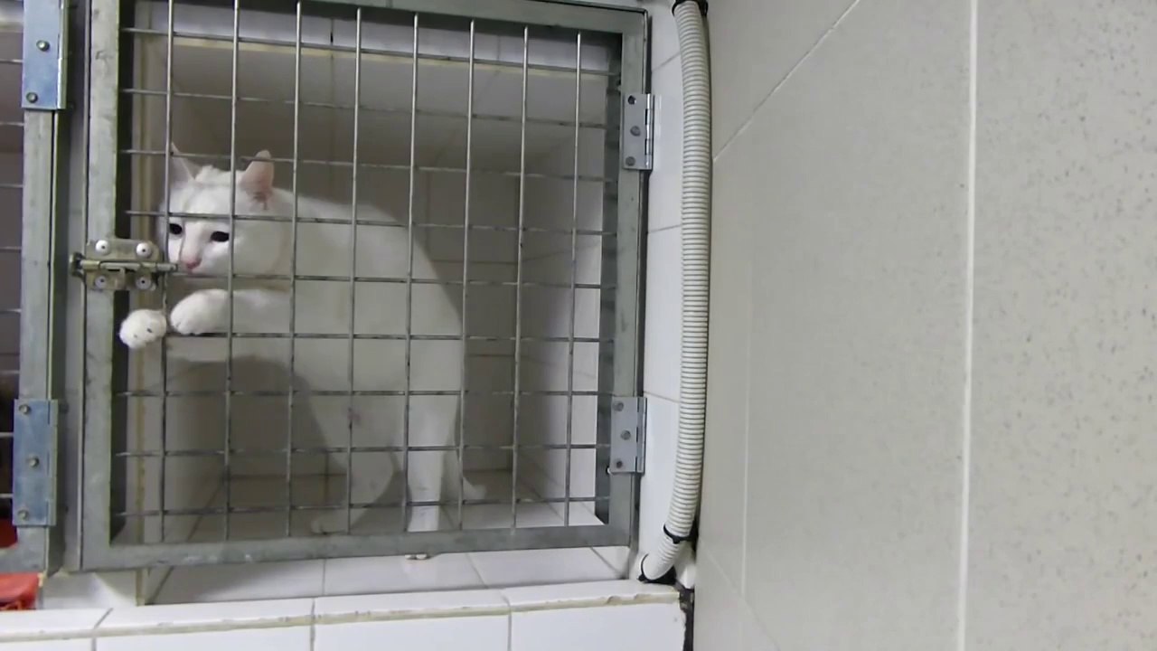 Kat laat zich niet opsluiten.