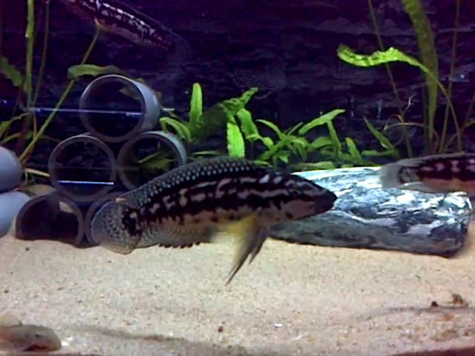 Julidochromis Transcriptus "Burundi" Sauvages 21 Mars 2013