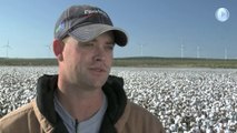2012 FiberMax Cotton Varieties | OnFarm Success | Vance Smith