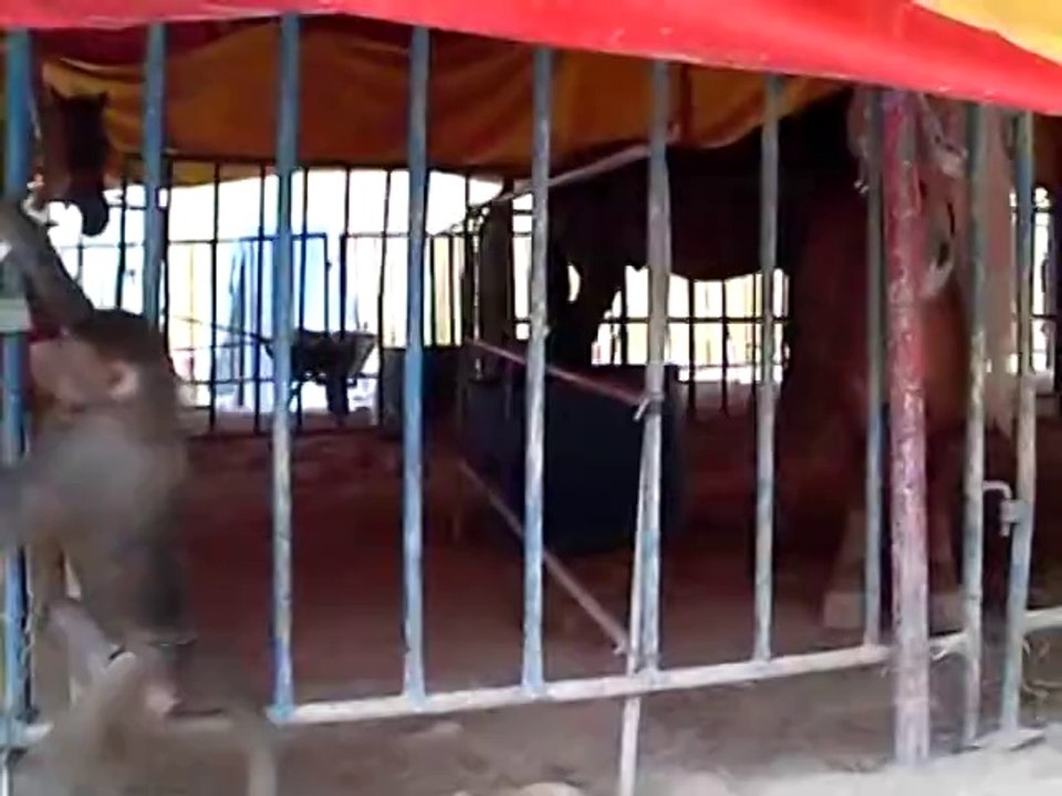 Italian Circus Kuwait 2007