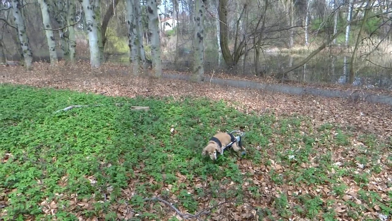 ))))ab in die Rehberge(((((