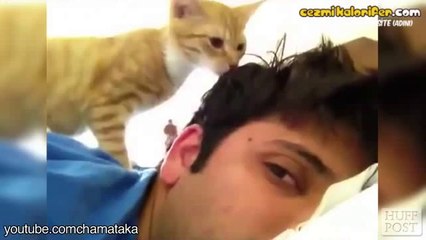 Kedilerin Sahiplerini Uyandırma Şekilleri