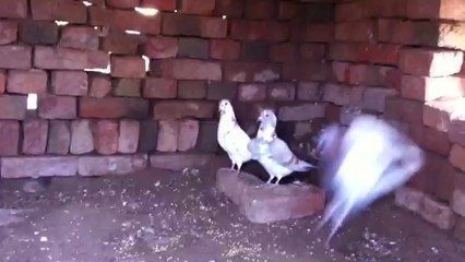 Where are the rest of pigeons