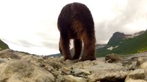 Cute Giant Grizzly Bear Eats a GoPro and Plays in the River