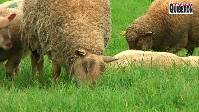 Belle-Île-en-Mer | Les bonnes Bêtes | Belle-Île Télévision TVBI