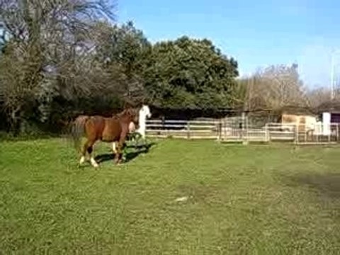 CHEVAUX DS LE PRE FONT LES FOUS