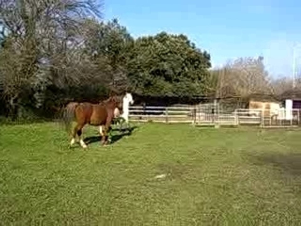 CHEVAUX DS LE PRE FONT LES FOUS