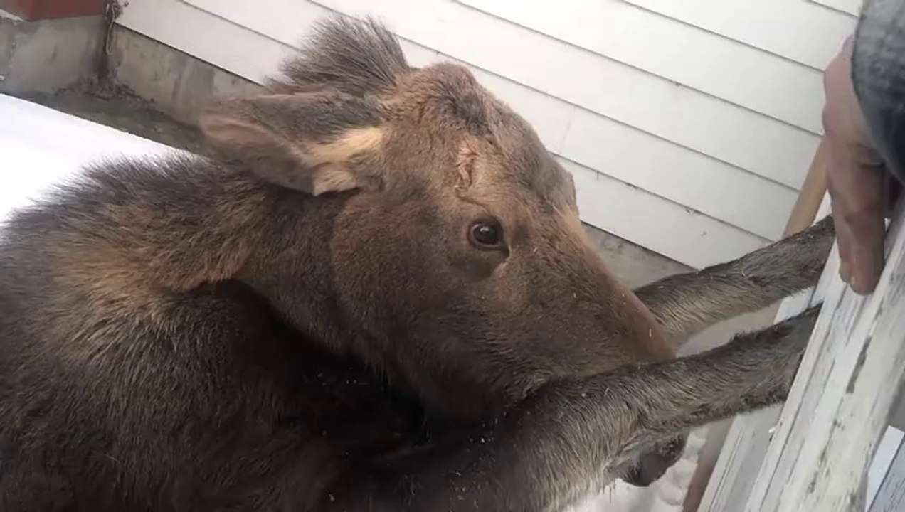 Baby Moose rescued : the animal was stuck in a fence...