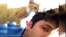 Cats are alarm clock... Hilarious compilation!