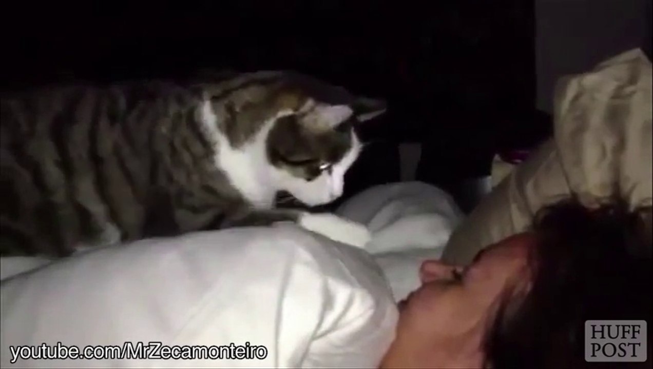 Des Chats qui jouent les réveilles-matin (Compilation)
