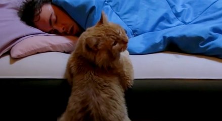 Kedilerin Sahiplerini Uyandırma Sanatı