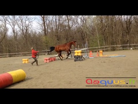 Longe Colbert : Double de saut de puce et bidon