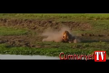 Aslan yavru timsaha acımadı