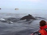 Canada Baleines à bosses