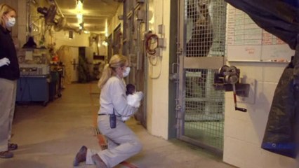 Baby gorilla meets members of her troop