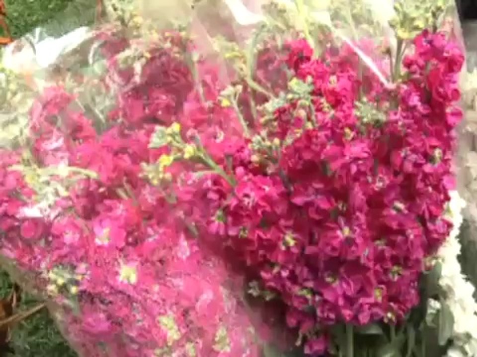 Newrouz ; nouvel an , jour  du printemps en Iran