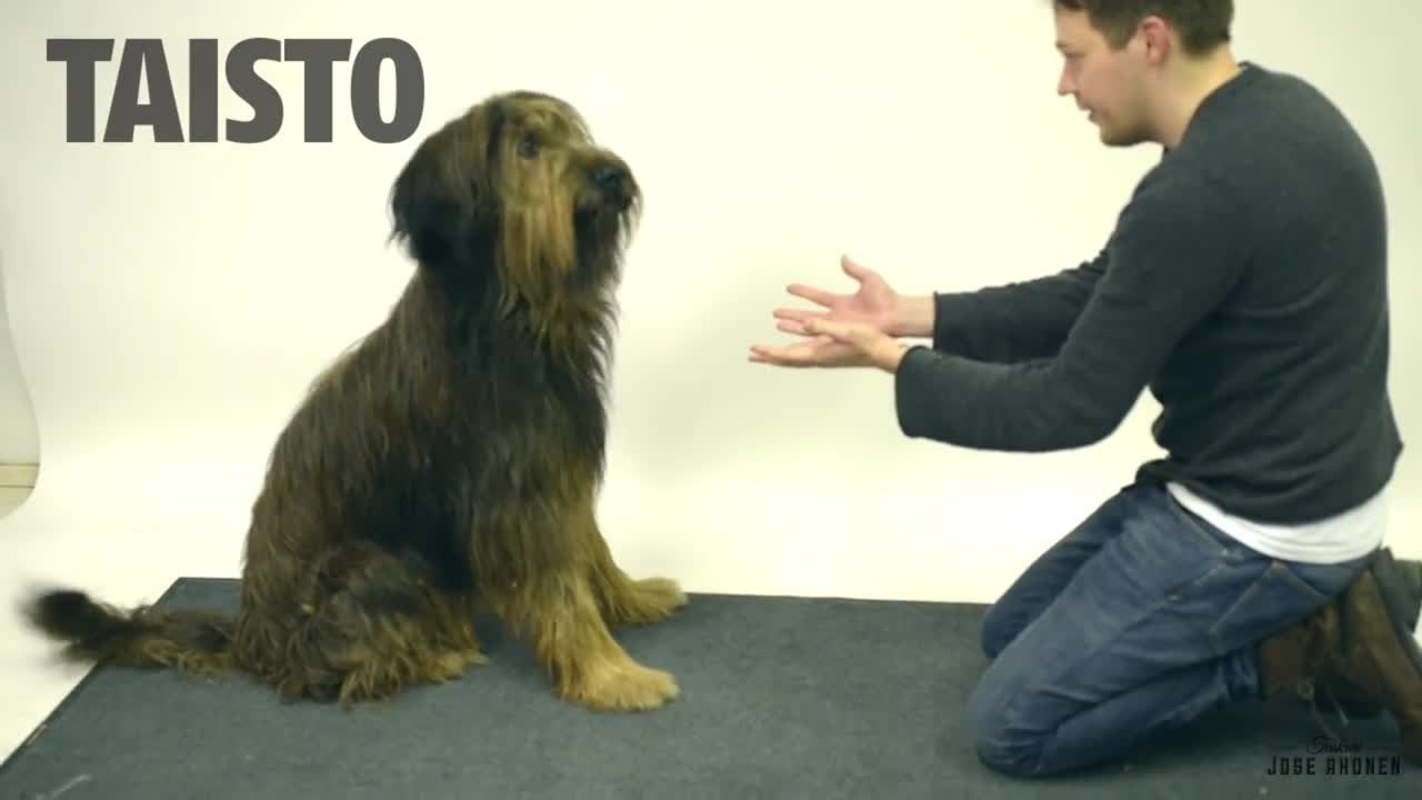 Tour de magie à des chiens
