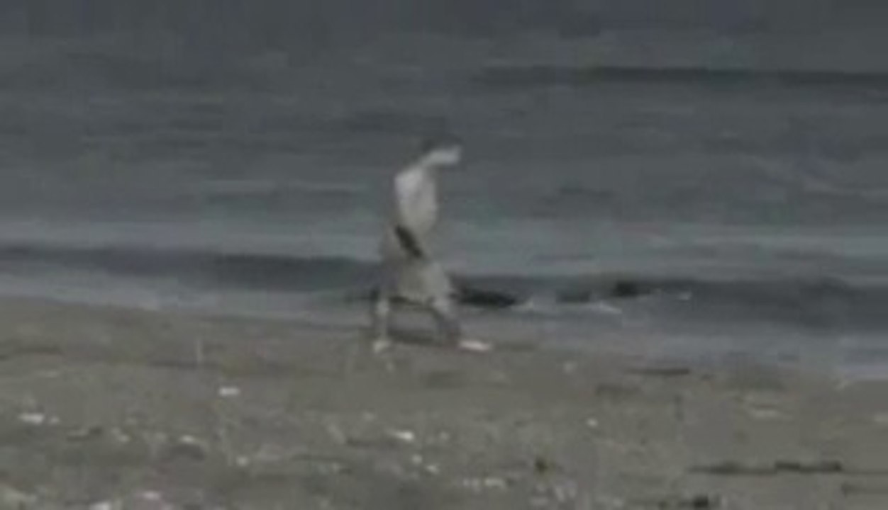 Man Eaten by Whale