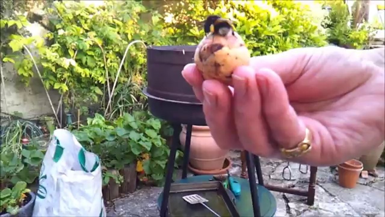 AWESOME BUMBLE BEE GIVES HIGH FIVE