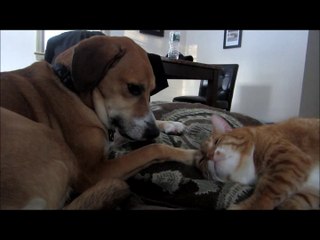 Cat Pets Himself With the Dog's Paw