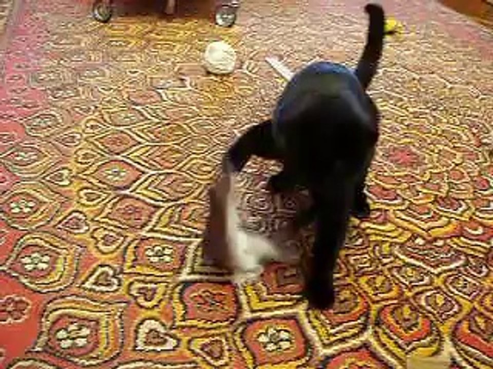Extremely Hyper Stoat Attacks Ca