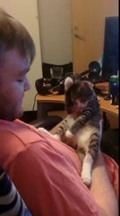 Kitten Hates to be Kissed