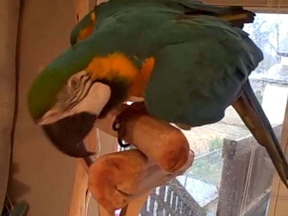 Parrot With Contagious Laugh!