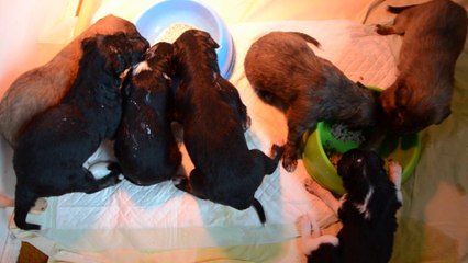 Elevage des fils de borée: Portée 2014 a 3 semaines et demi.