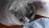 Cute cats feel guilty - Funny guilty cat compilation(wmv)(wmv)(wmv)(wmv)(wmv)(wmv)(wmv)(wmv)(wmv)(wmv)(wmv)(wmv)