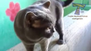 Cute cats feel guilty - Funny guilty cat compilation(wmv)(wmv)(wmv)(wmv)(wmv)(wmv)(wmv)(wmv)