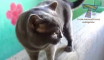 Cute cats feel guilty - Funny guilty cat compilation(wmv)(wmv)(wmv)(wmv)(wmv)(wmv)(wmv)(wmv)