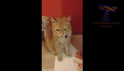 Cute cats feel guilty - Funny guilty cat compilation(wmv)(wmv)(wmv)(wmv)(wmv)(wmv)(wmv)(wmv)(wmv)(wmv)(wmv)(wmv)(wmv)(wmv)