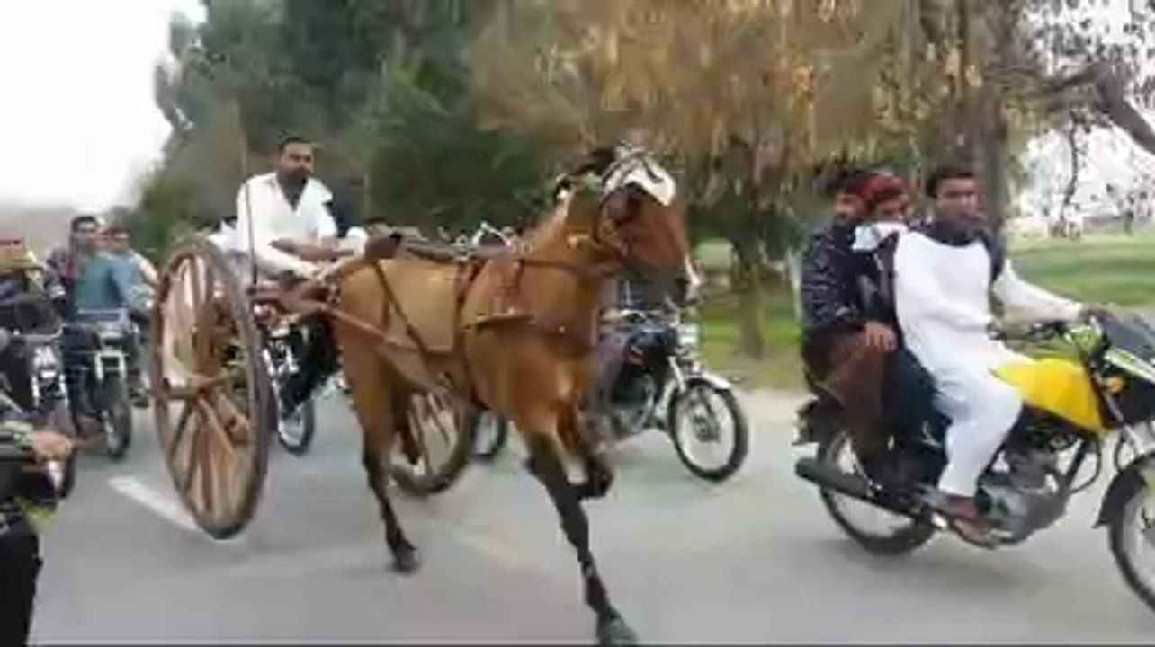 jabir khan & ch. iftikhar horse commando jumma try 14-3-14