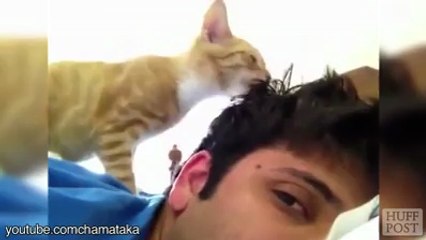 Kedilerin Sahiplerini Uyandırma Şekilleri