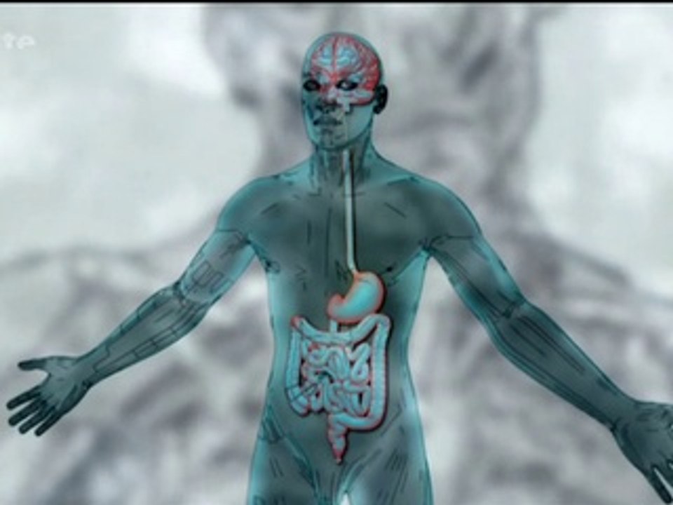 Le Ventre, Notre Deuxième Cerveau