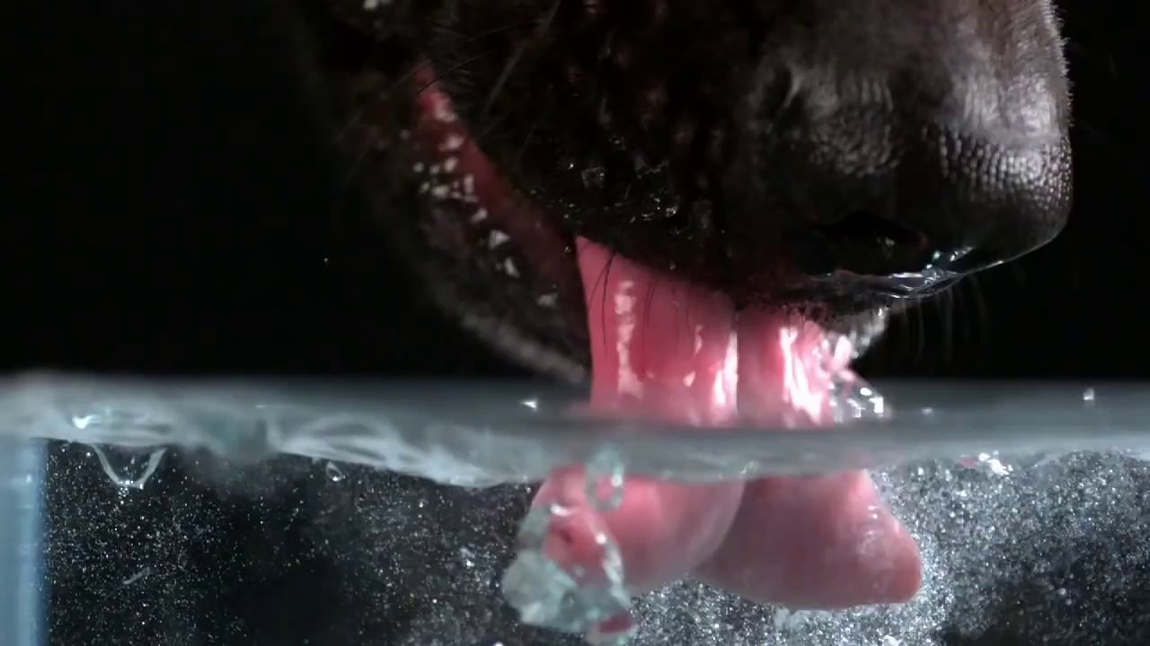 Secret Life of Dogs: Alsatian dog drinking water in ultra slow motion