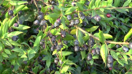 Arrivée du printemps en musique