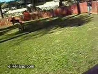 Voltereta toro (humour)