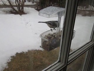 Chickadees on Feeder
