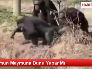 Maymun Maymuna Bunu Yapar Mı