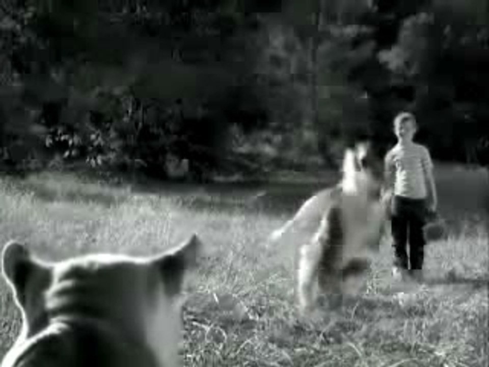 Lassie le chien de matrix